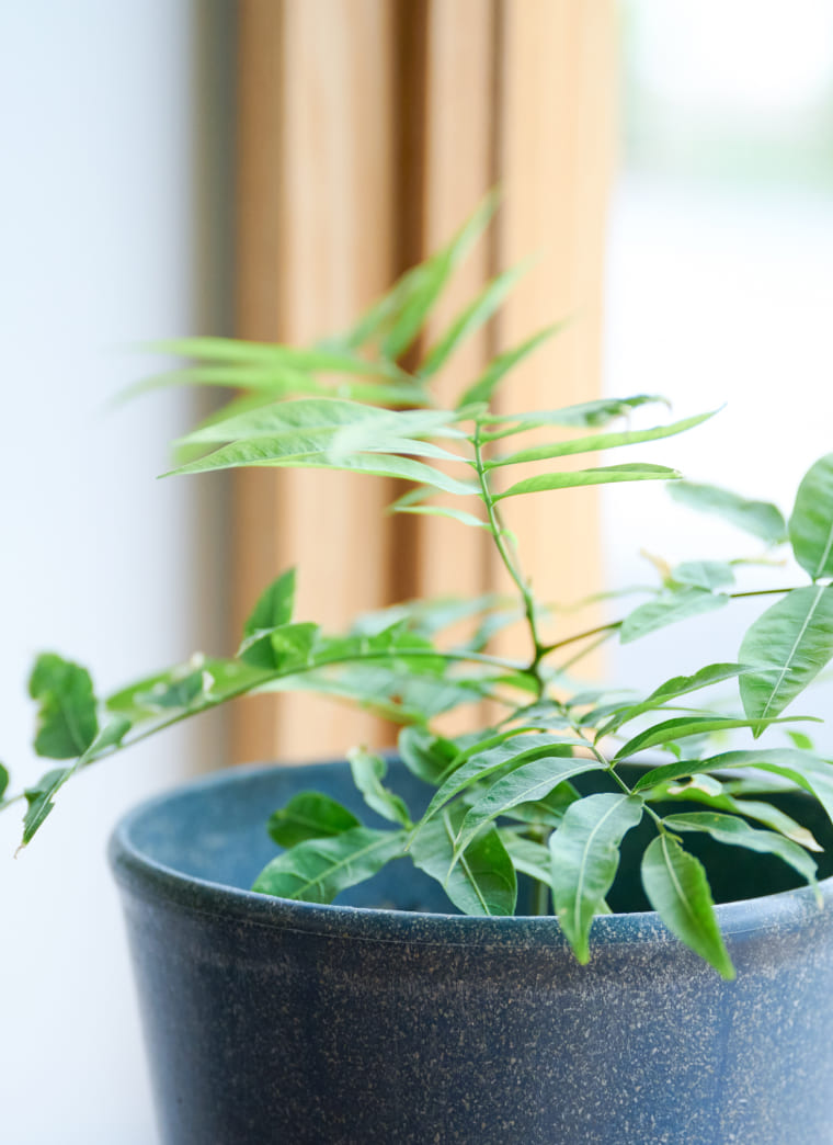 植物の画像